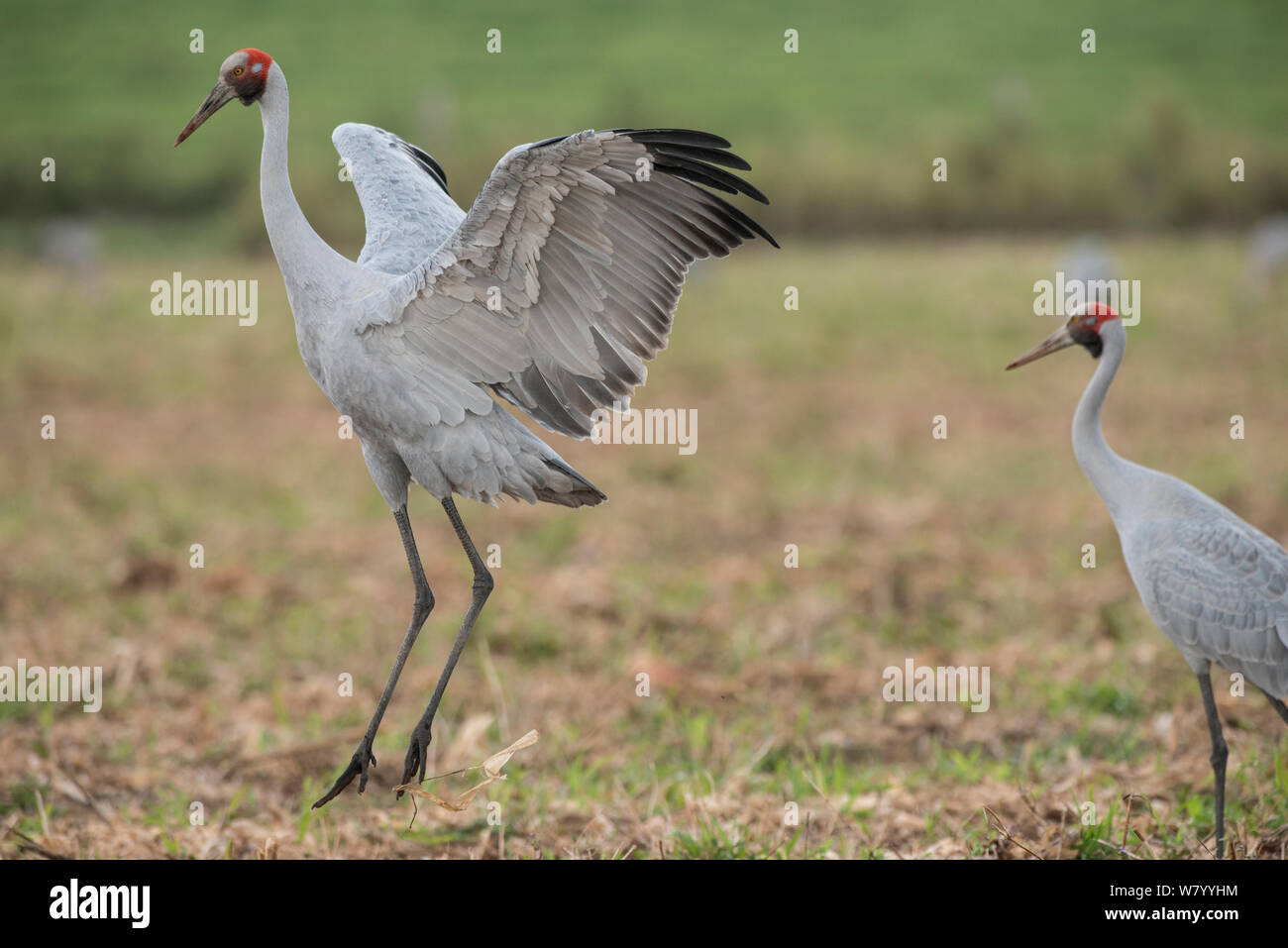 Brolgas crane (Grus rubicunda) two in field, one dancing,  Atherton Tablelands, Queensland, Australia. Stock Photo