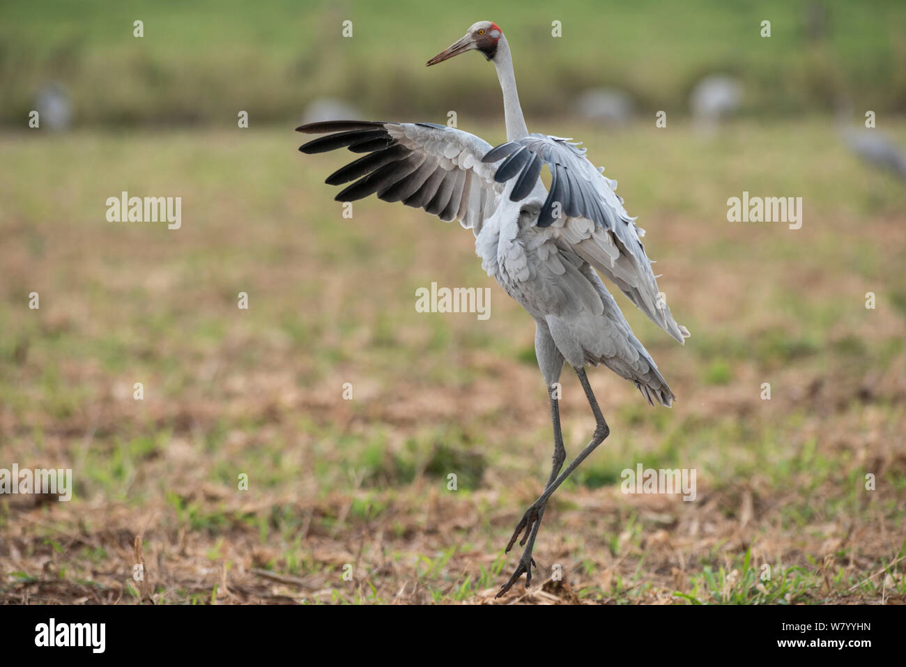 Brolgas crane (Grus rubicunda) dancing in field, Atherton Tablelands, Queensland, Australia. Stock Photo