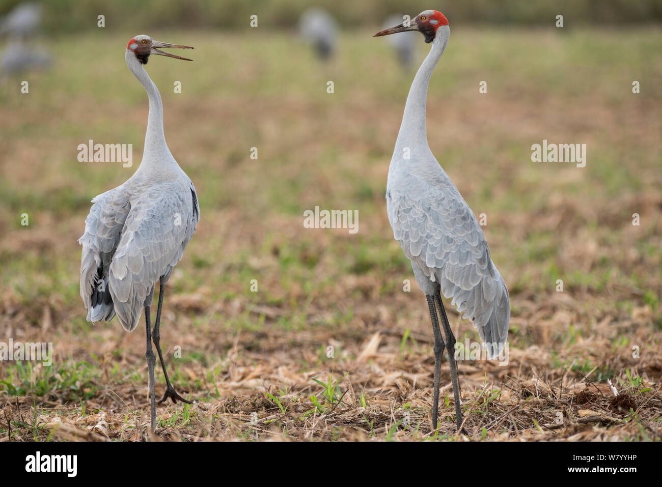 Brolgas crane (Grus rubicunda) two in field.  Atherton Tablelands, Queensland, Australia. Stock Photo