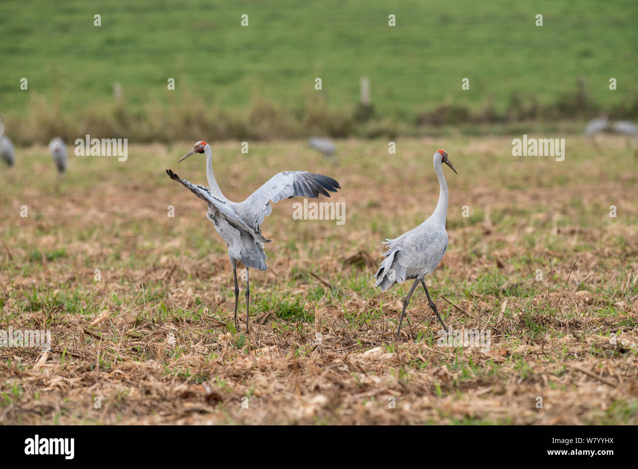 Brolgas crane (Grus rubicunda) one dancing with others in field.  Atherton Tablelands, Queensland, Australia. Stock Photo