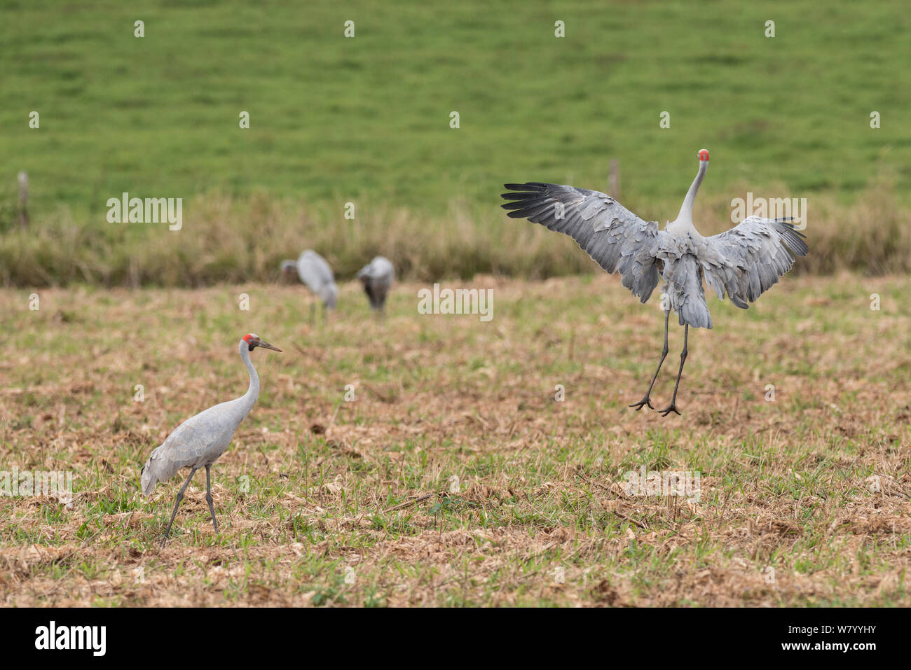 Brolgas crane (Grus rubicunda) one dancing with others in field.  Atherton Tablelands, Queensland, Australia. Stock Photo