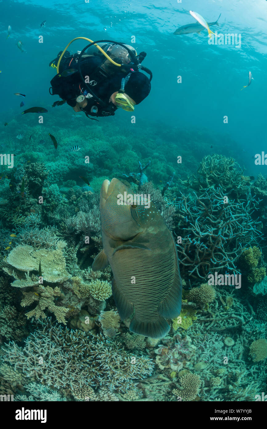 Napoleon wrasse (Cheilinus undulatus) adult male in reef with diver, Great Barrier Reef, Queensland, Australia. Stock Photo