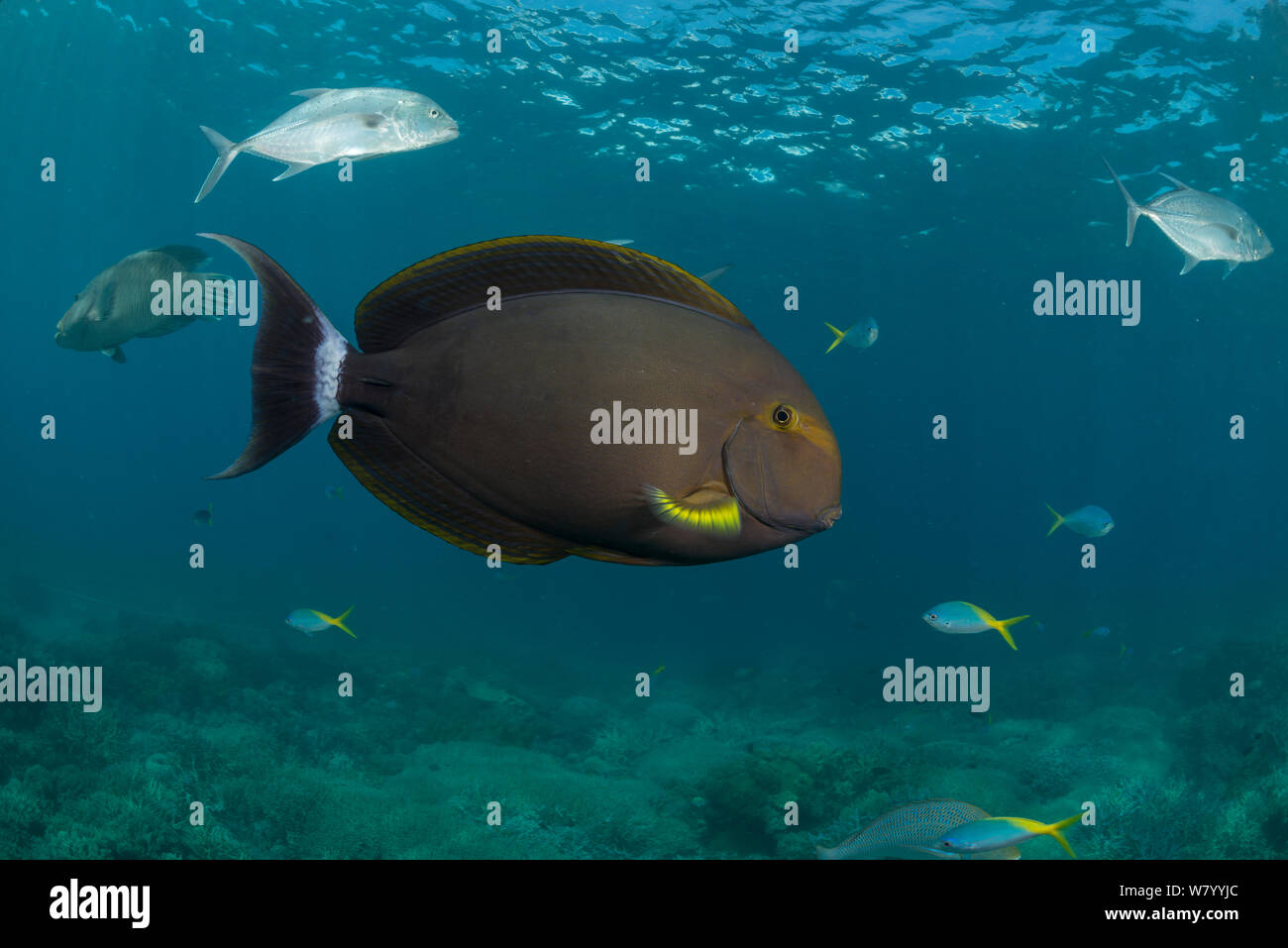 Yellowfin surgeonfish (Acanthurus xanthopterus), Great Barrier Reef, Queensland, Australia. Stock Photo