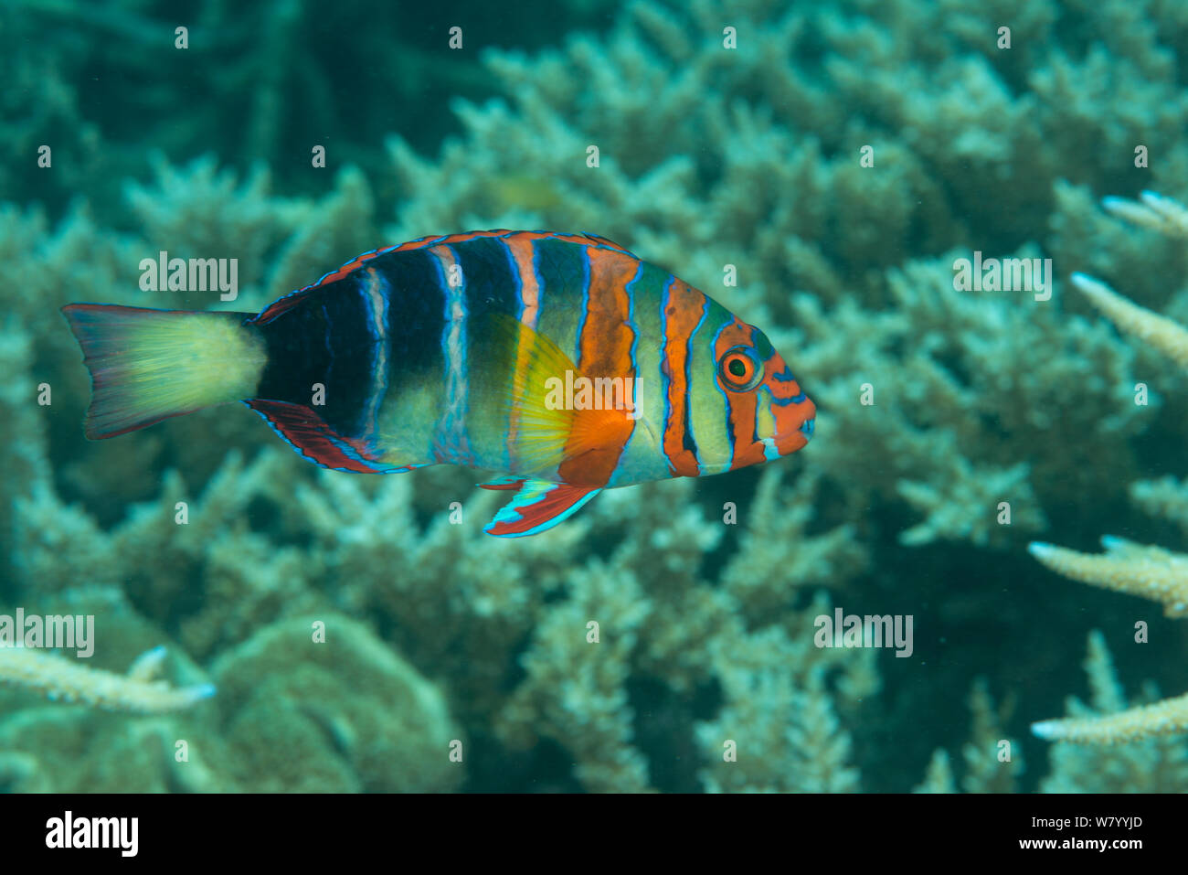 Harlequin tuskfish (Choerodon fasciatus) Great Barrier Reef, Queensland, Australia. Stock Photo