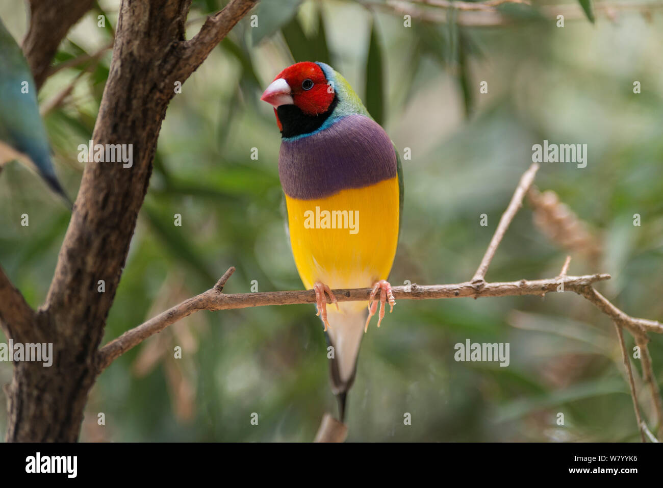 Gouldian finch (Erythrura gouldiae) red headed male, Mareeba, Queensland, Australia. Stock Photo