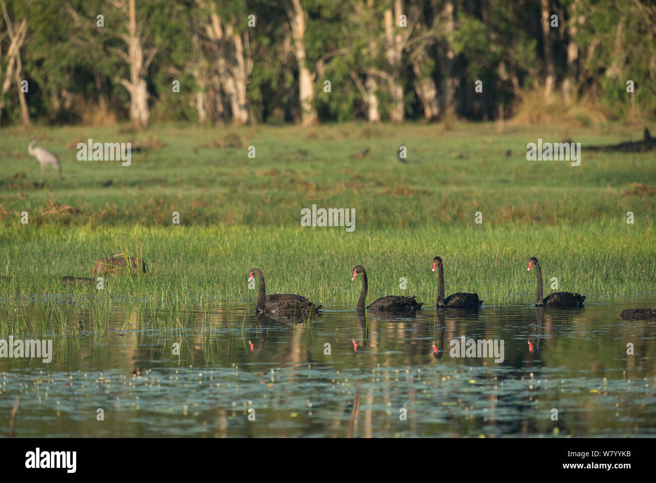 Black swans (Cygnus atratus) group of four on water near the shore, Mareeba, Queensland, Australia. Stock Photo