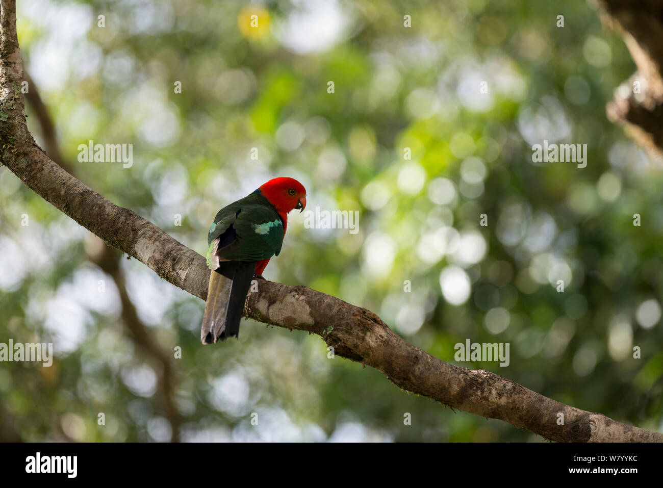 Australian king parrot (Alisterus scapularis) perched on branch, Atherton Tablelands, Queensland, Australia. Stock Photo