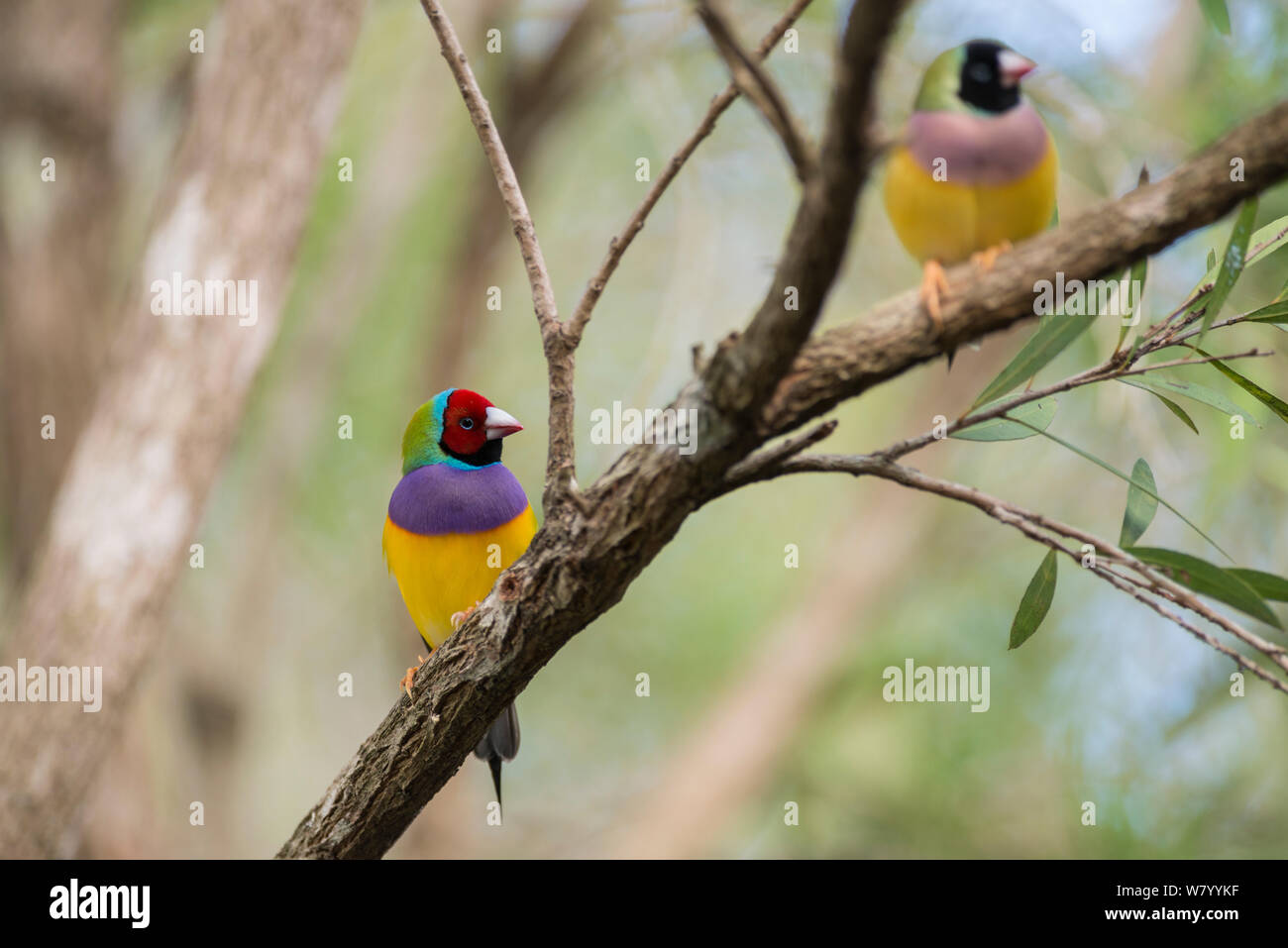 Gouldian finches (Erythrura gouldiae) red head male and black headed female, perched on branch, Mareeba, Queensland, Australia. Stock Photo