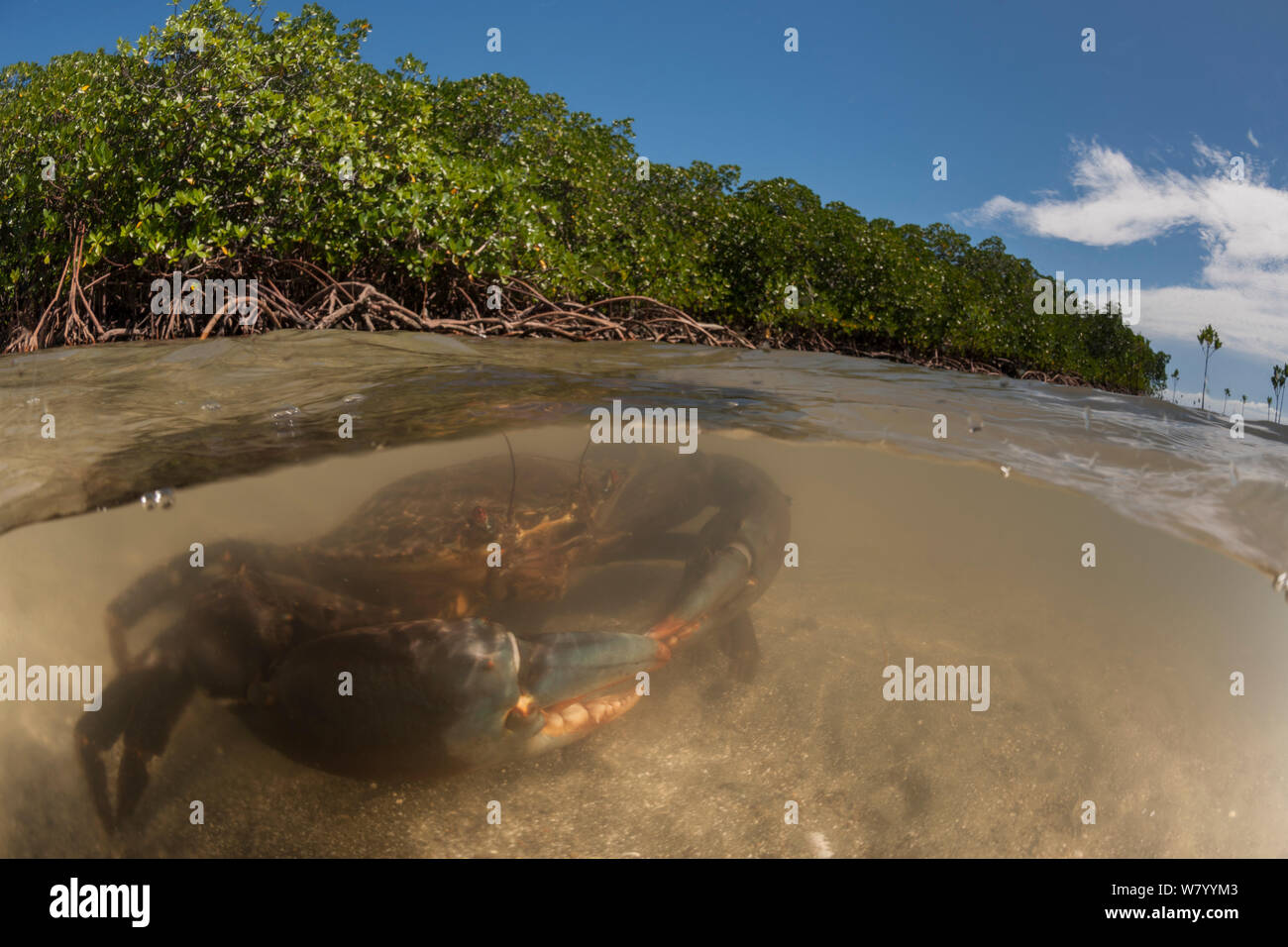 Mud crabs (Scylla serrata) in the water by Mangrove roots, split level image, Mali Island, Macuata Province, Fiji, South Pacific. Stock Photo