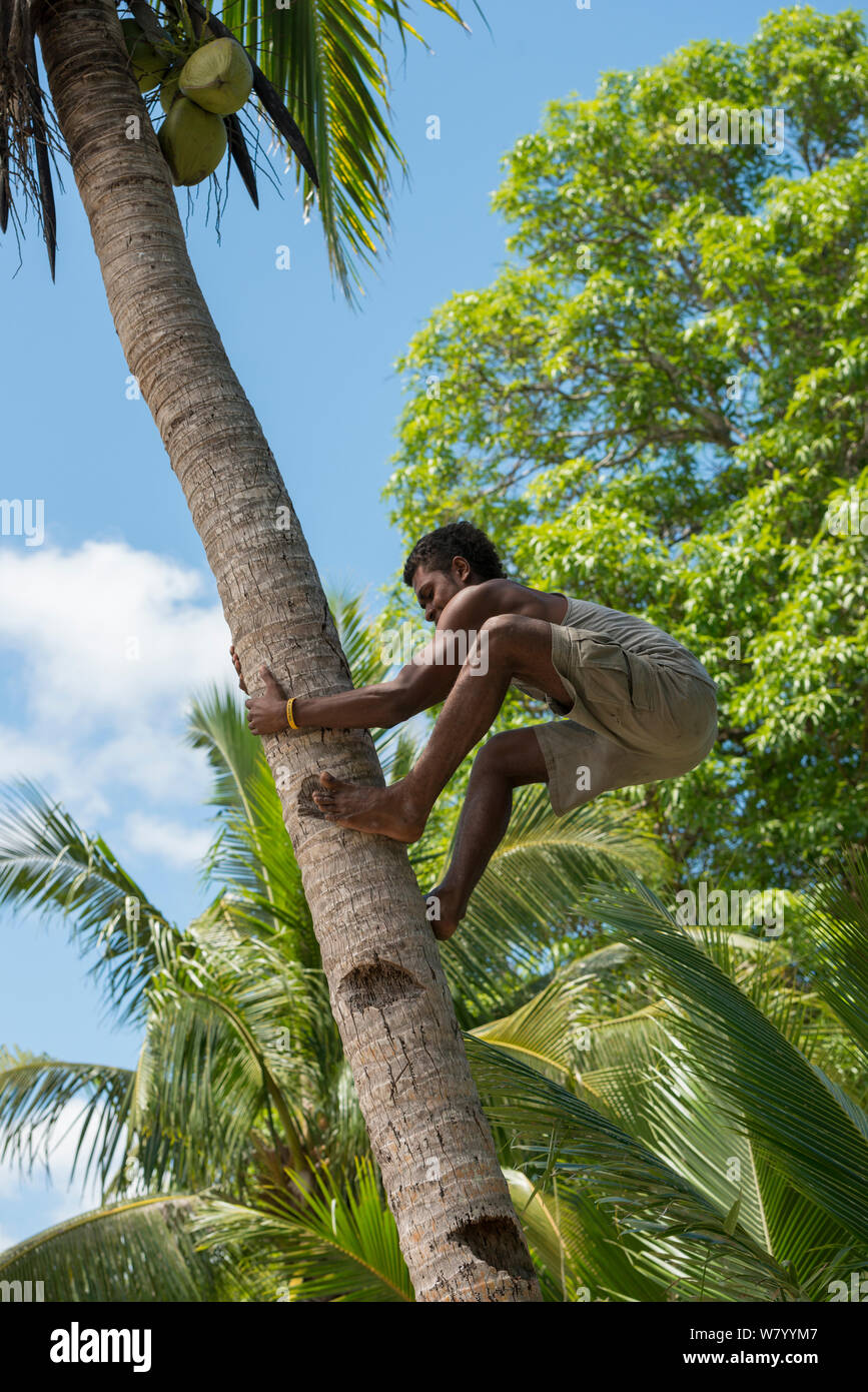 Fijian boy climbing tree to get Coconuts (Cocos nucifera) Mali Island, Macuata Province, Fiji, South Pacific. August 2013 Stock Photo