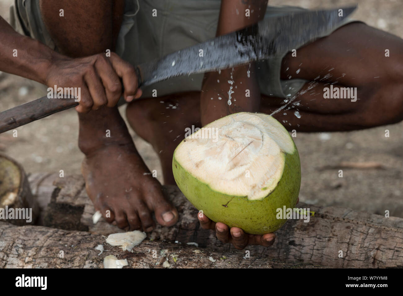 Fijian boy opening coconut (Cocos nucifera) Mali Island, Macuata Province, Fiji, South Pacific. August 2013 Stock Photo