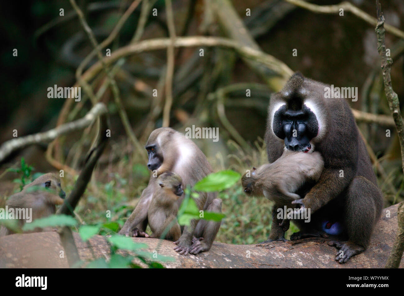 Drill (Mandrillus leucophaeus) dominant male attacking young