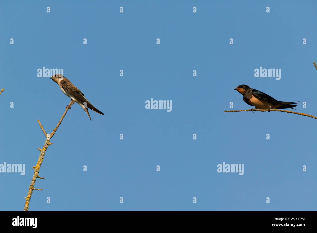 Barn swallow (Hirundo rustica) and Sand martin (Riparia riparia ...