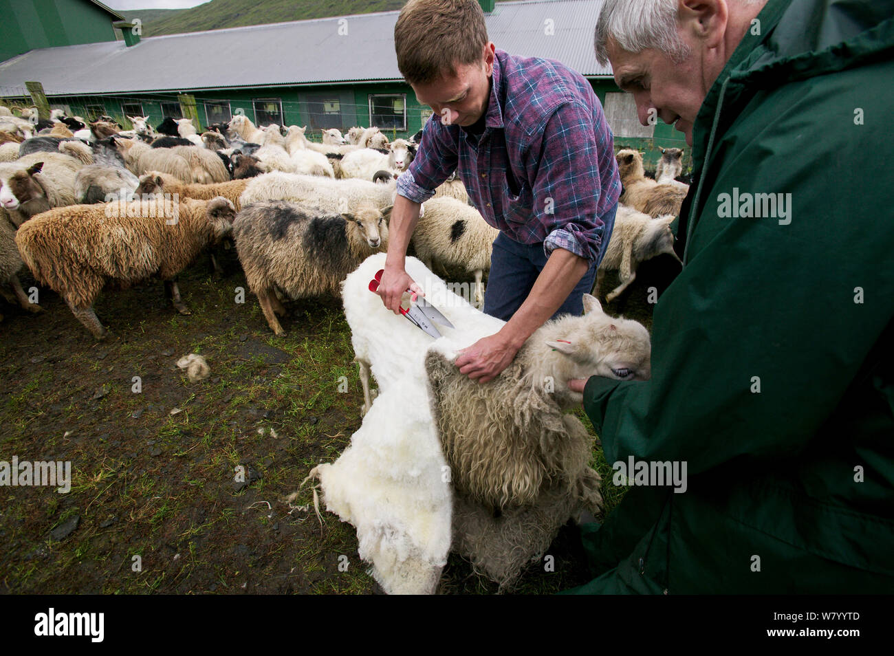 mac emulator sheep shave mac emulator sheep shave