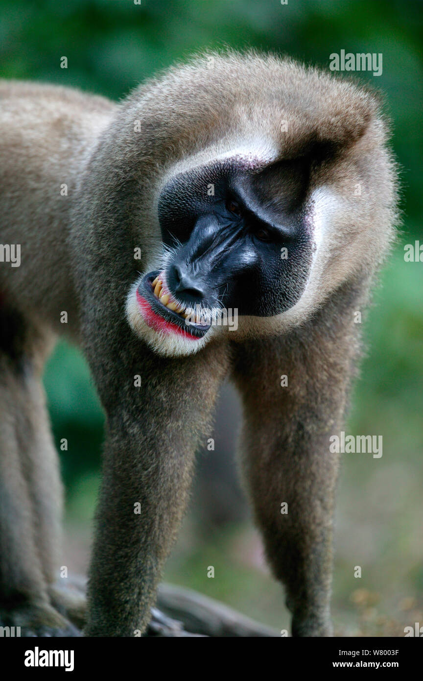 Drill (Mandrillus leucophaeus) adult male baring teeth, Pandillus