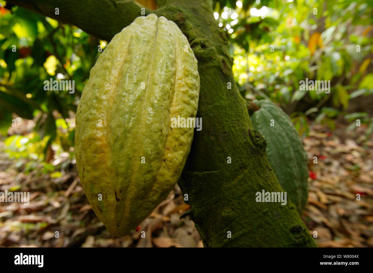 Cocoa plantation (Theobroma cacao) fruit in plantation, Cross River