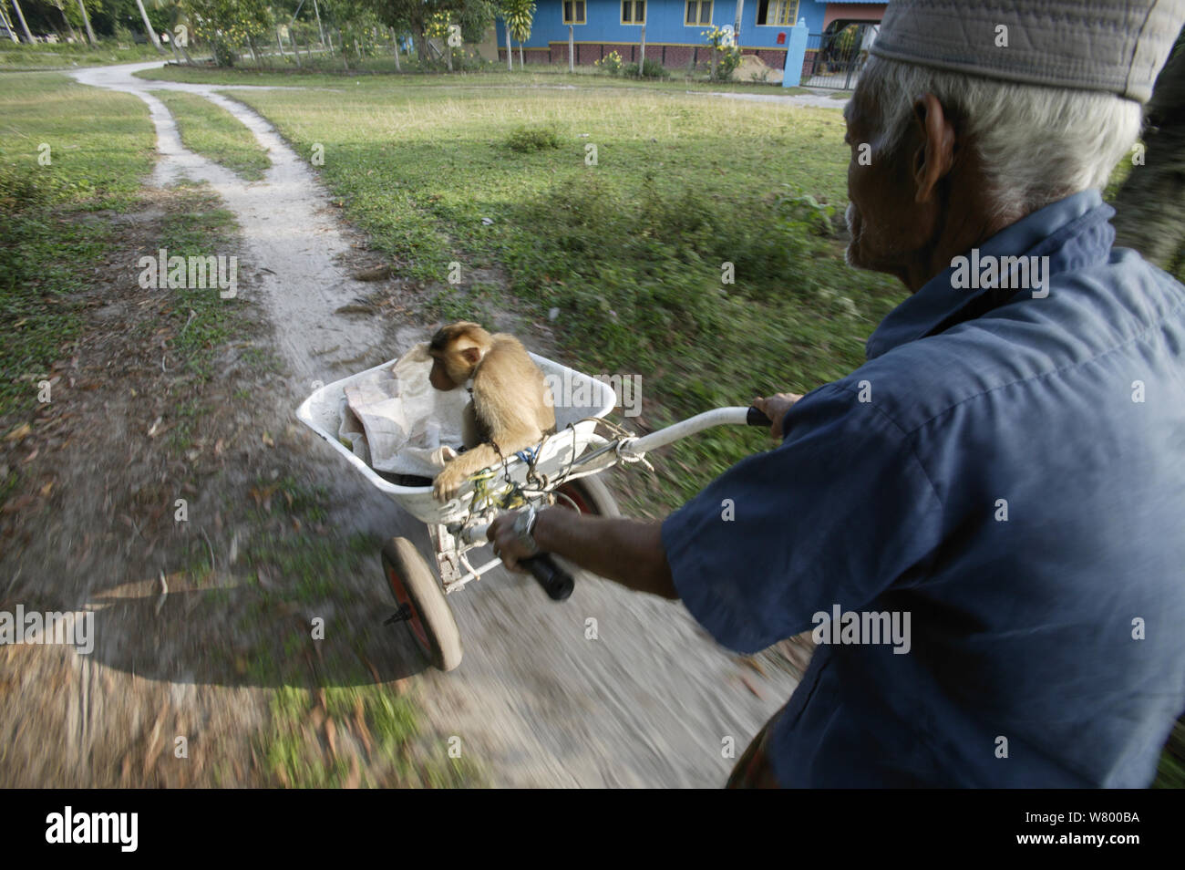 Man transporting his Southern pig-tailed macaque (Macaca nemestrina) trained to pick coconuts, Malayasia. Stock Photo