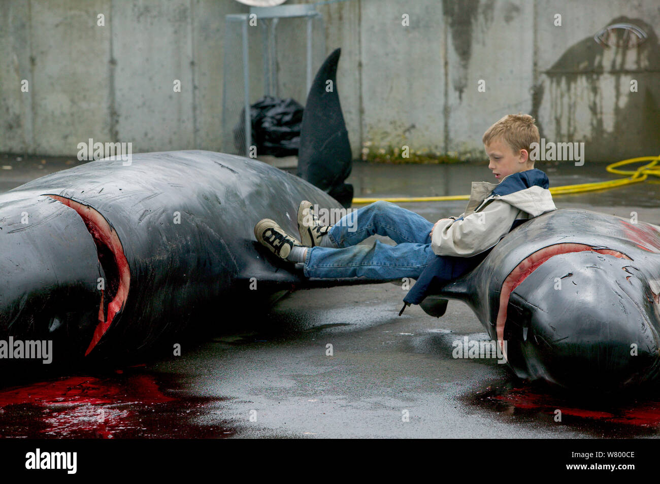 Children playing by carcass of Long finned pilot whale (Globicephala melas) hunted for meat, Faroe Islands, August 2003. Stock Photo