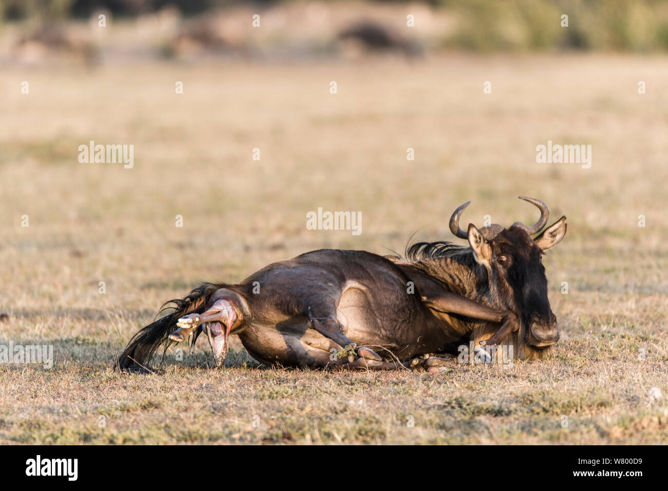 Wildebeest (Connochaetes taurinus) giving birth, Masai-Mara Game Reserve, Kenya Stock Photo