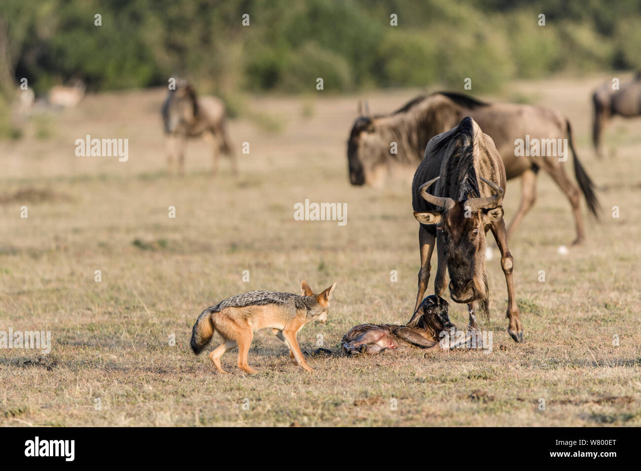 Wildebeest (Connochaetes taurinus) just after giving birth with Black-backed jackal (Canis mesomelas) watching, Masai-Mara Game Reserve, Kenya Stock Photo