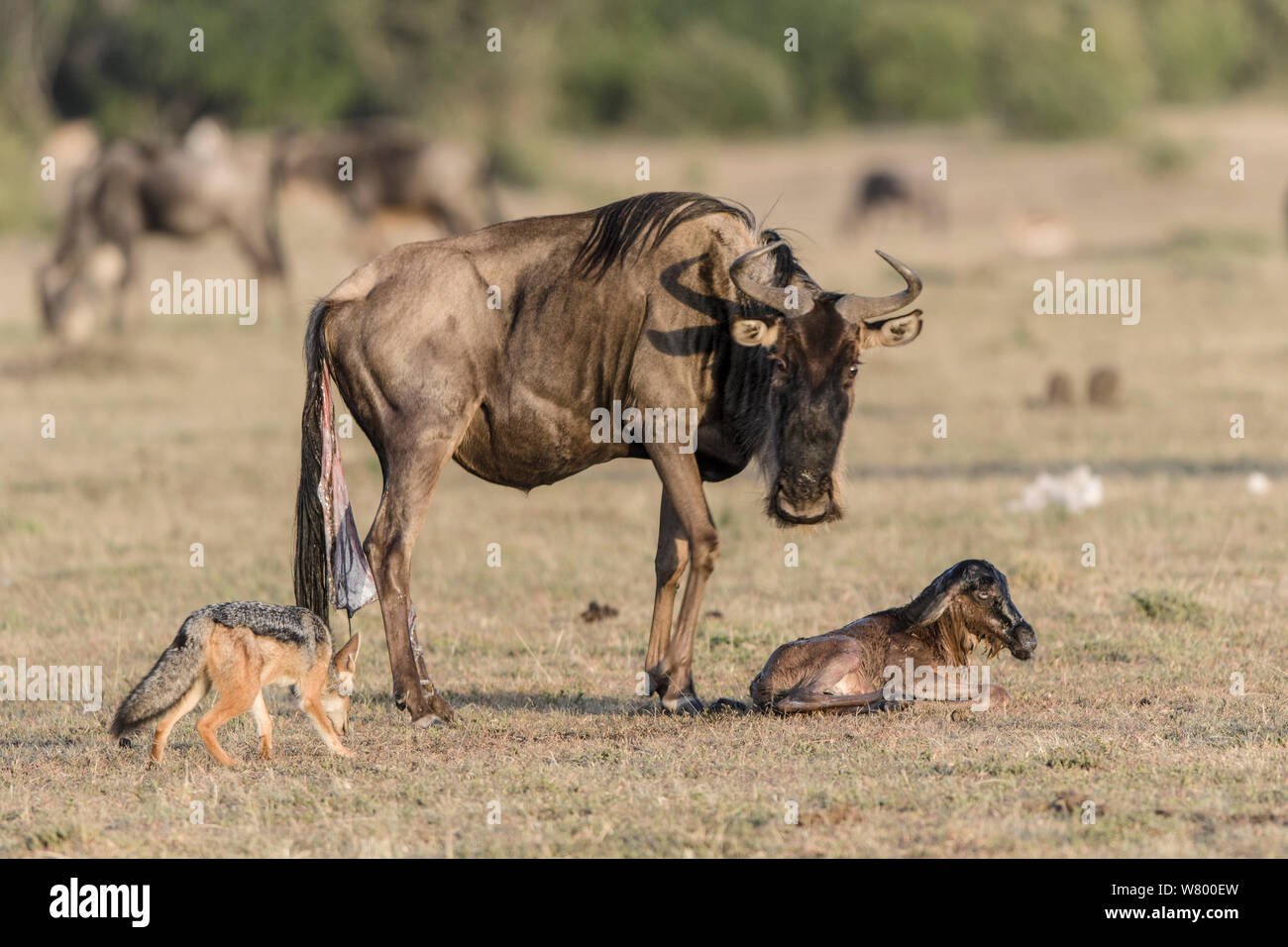 Wildebeest (Connochaetes taurinus) just after giving birth with Black-backed jackal (Canis mesomelas) watching, Masai-Mara Game Reserve, Kenya Stock Photo