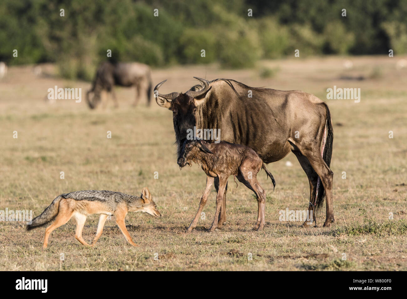 Wildebeest (Connochaetes taurinus) just after giving birth with Black-backed jackal (Canis mesomelas) watching, Masai-Mara Game Reserve, Kenya. Stock Photo