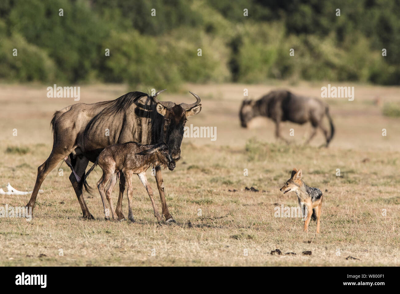 Wildebeest (Connochaetes taurinus) just after giving birth with Black-backed jackal (Canis mesomelas) watching, Masai-Mara Game Reserve, Kenya Stock Photo