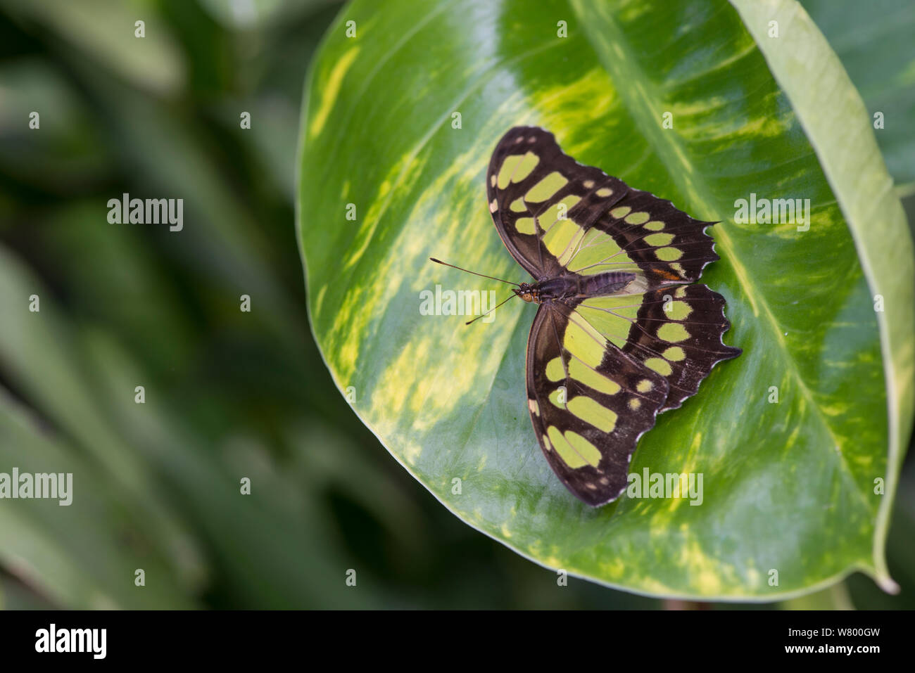Malachite butterfly (Siproeta stelenes) captive bred specimen, occurs in the Americas. Stock Photo