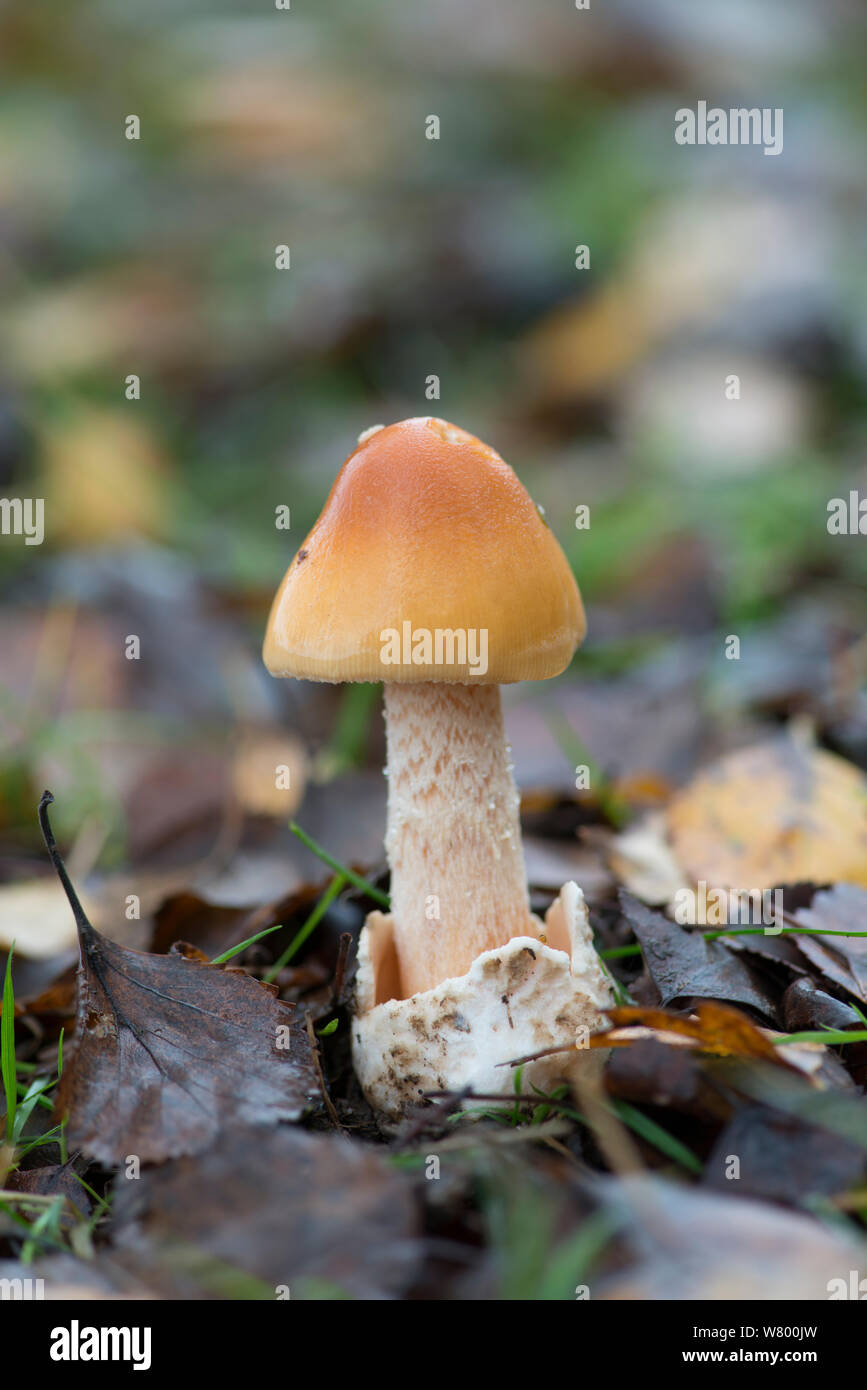 Orange grisette mushroom (Amanita crocea) Sussex, England, UK, November. Stock Photo