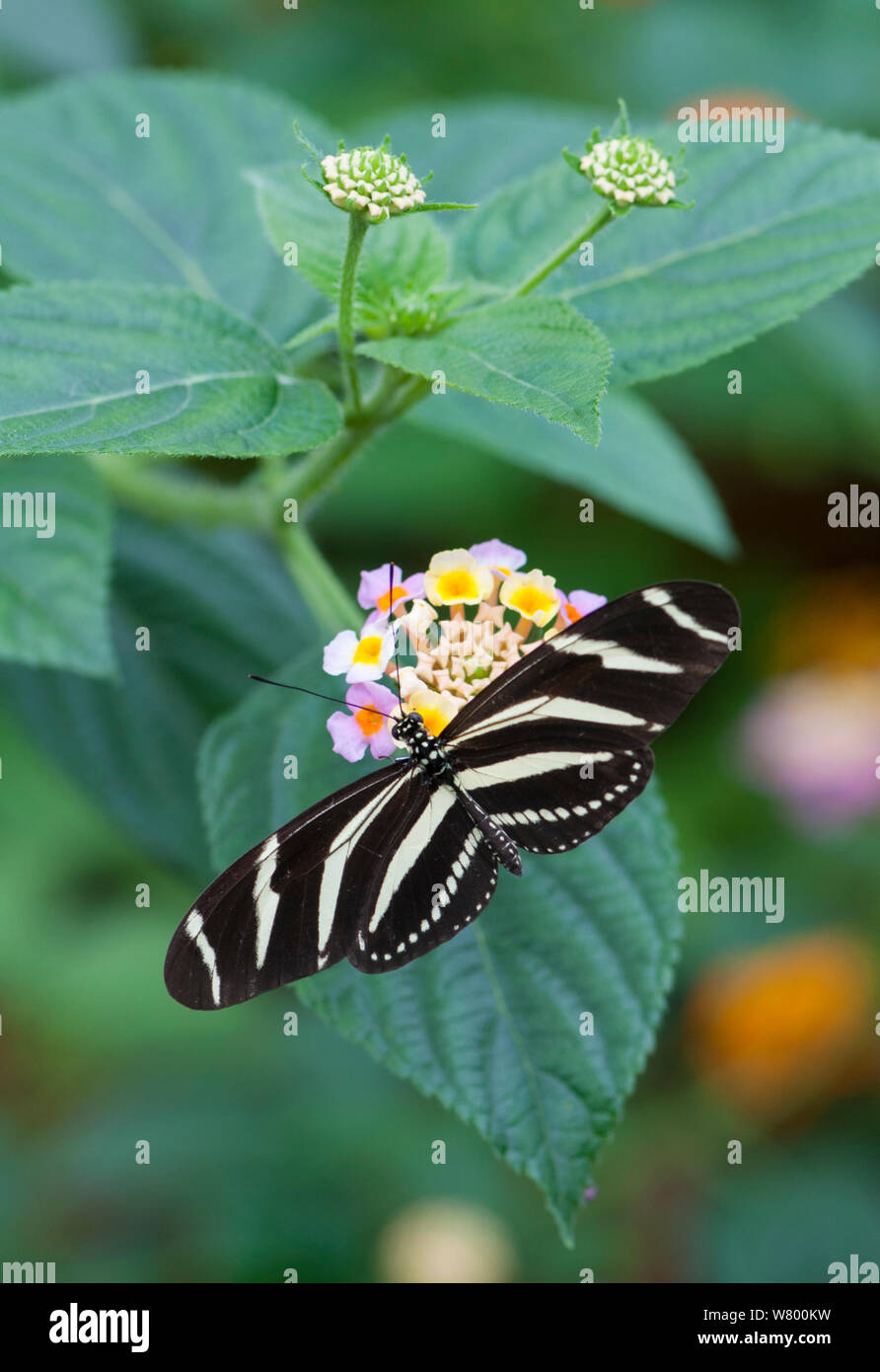 Zebra butterfly (Heliconius charithonia) on flower, captive, occurs in the Americas. Stock Photo
