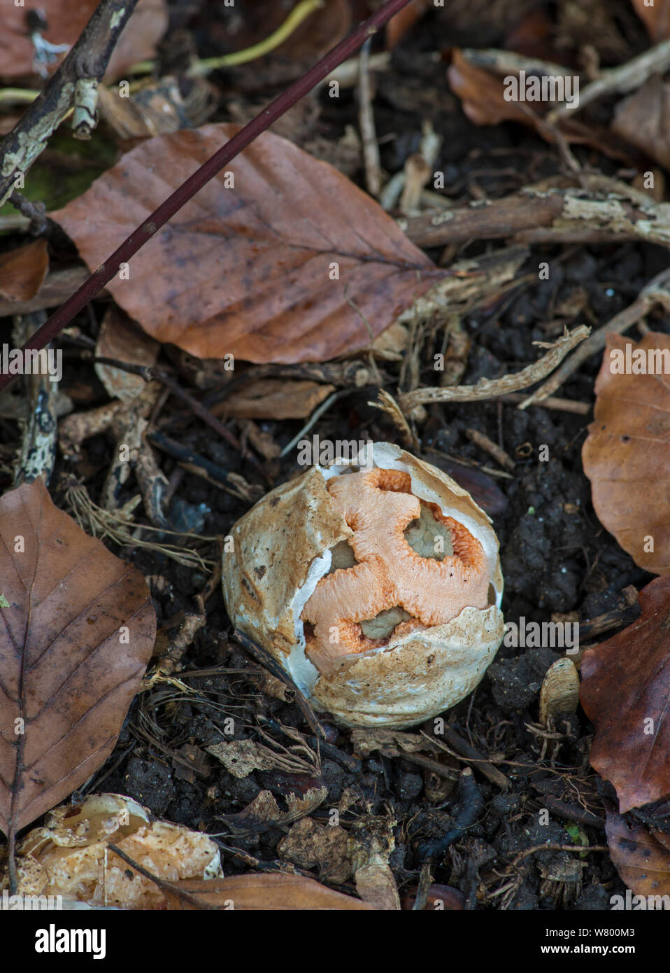 Cage fungus (Clathrus ruber) Surrey, England, February. Stock Photo