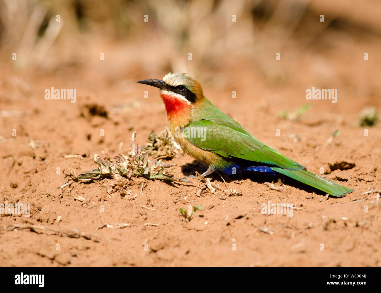 White-fronted bee-eater (Merops bullockoides) on ground, Kruger National Park, South Africa, July. Stock Photo