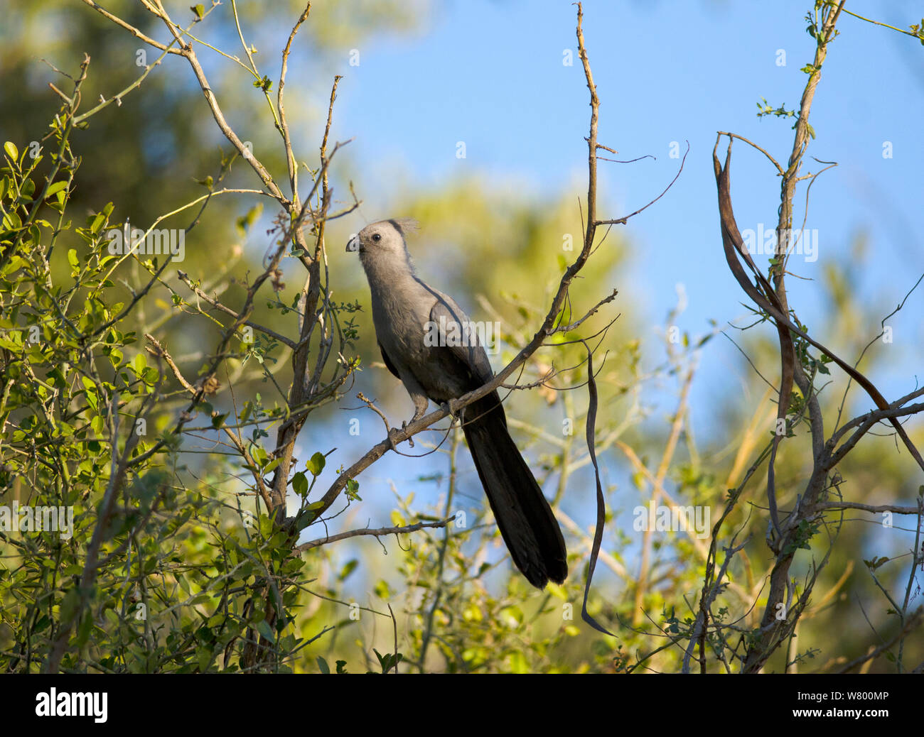 Grey go-away bird ( Corythaixoides concolor)  Kruger National Park, South Africa, July. Stock Photo