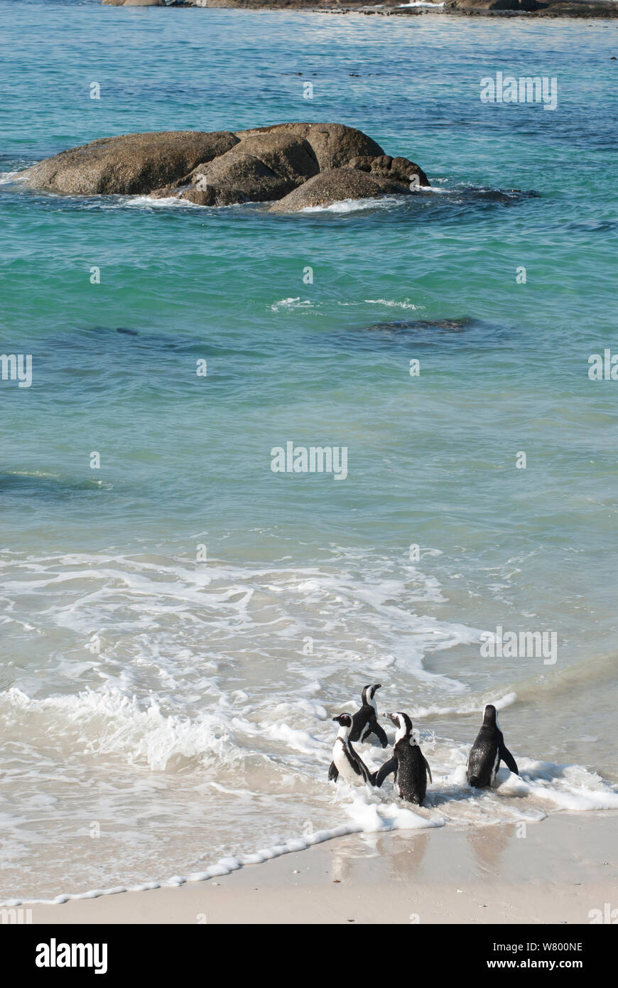 African penguins (Spheniscus demersus) Boulders beach, Cape Town, South Africa, July. Stock Photo