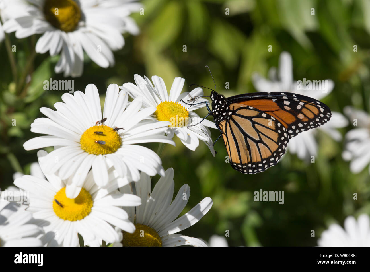 Monarch butterfly (Danaus plexippus) female nectaring on a Montauk Daisy, Madison, Connecticut, USA. Non-ex. Stock Photo