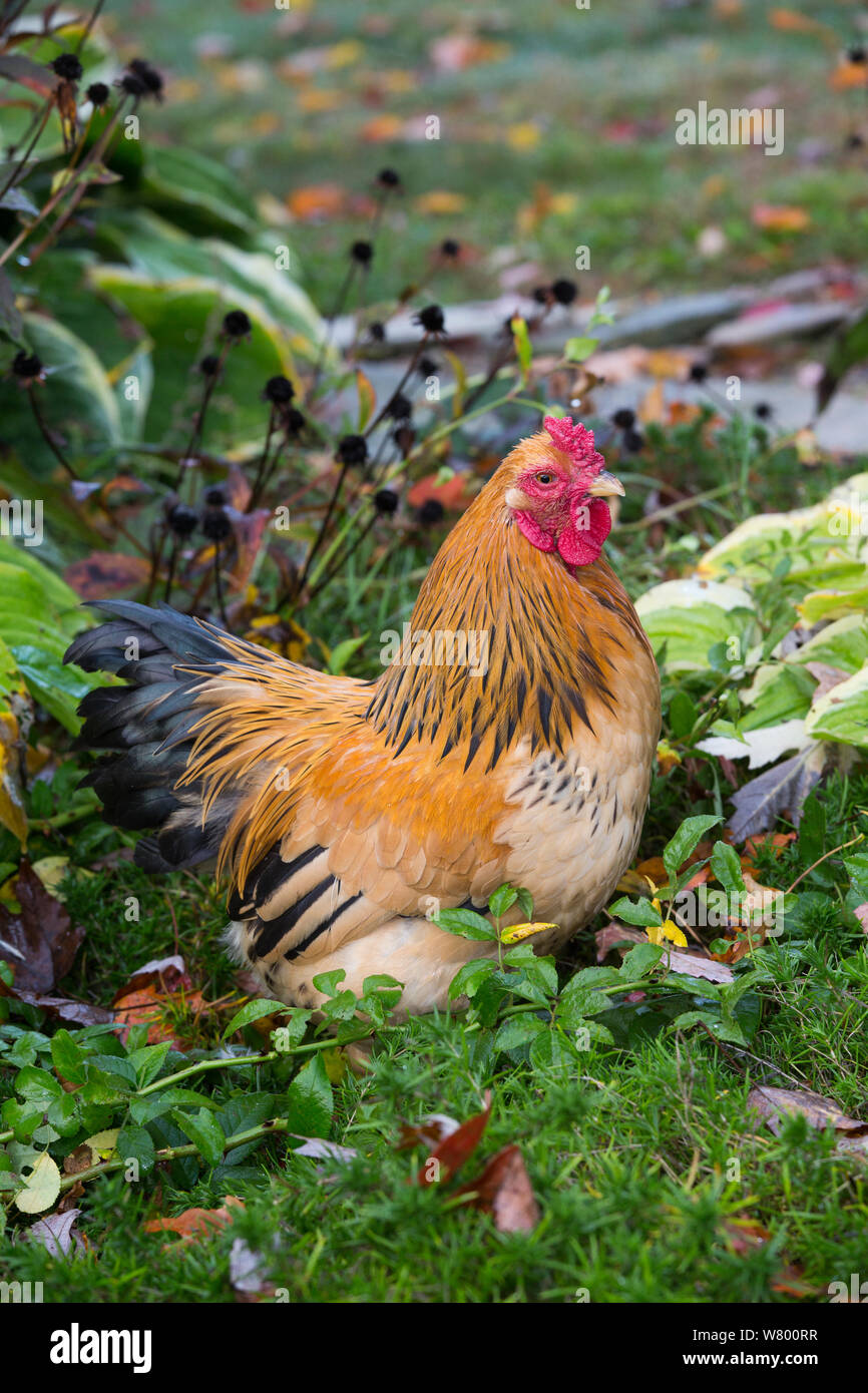 Brahma rooster hi-res stock photography and images - Alamy