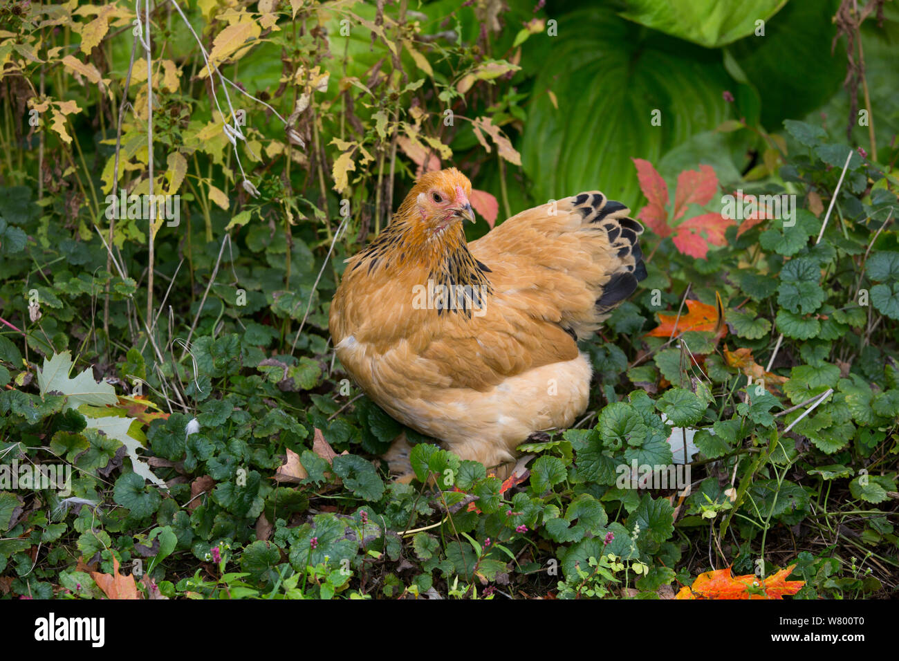 Buff Brahma bantam rooster  GreenFuse Photos: Garden, farm & food  photography