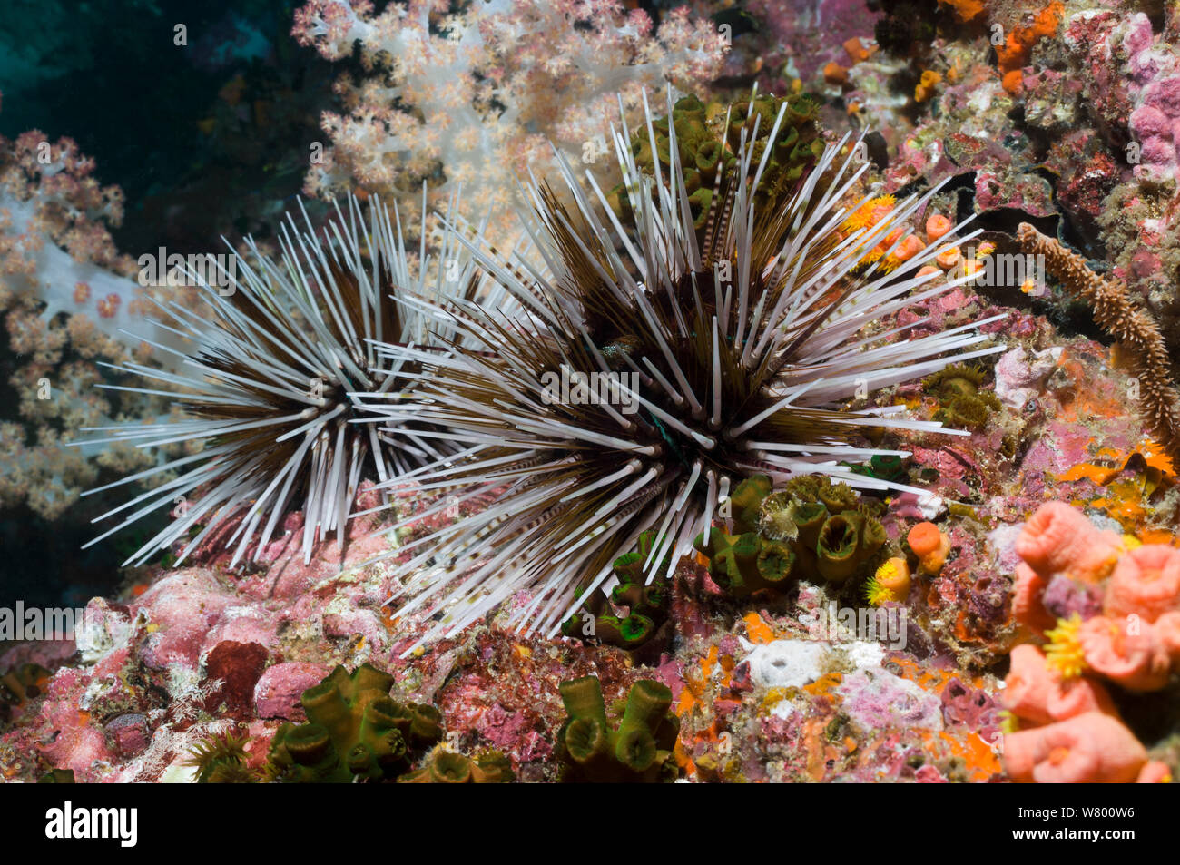 Banded sea urchin (Echinothrix calamaris)  Mabul, Malaysia.  Indo-Pacific. Stock Photo