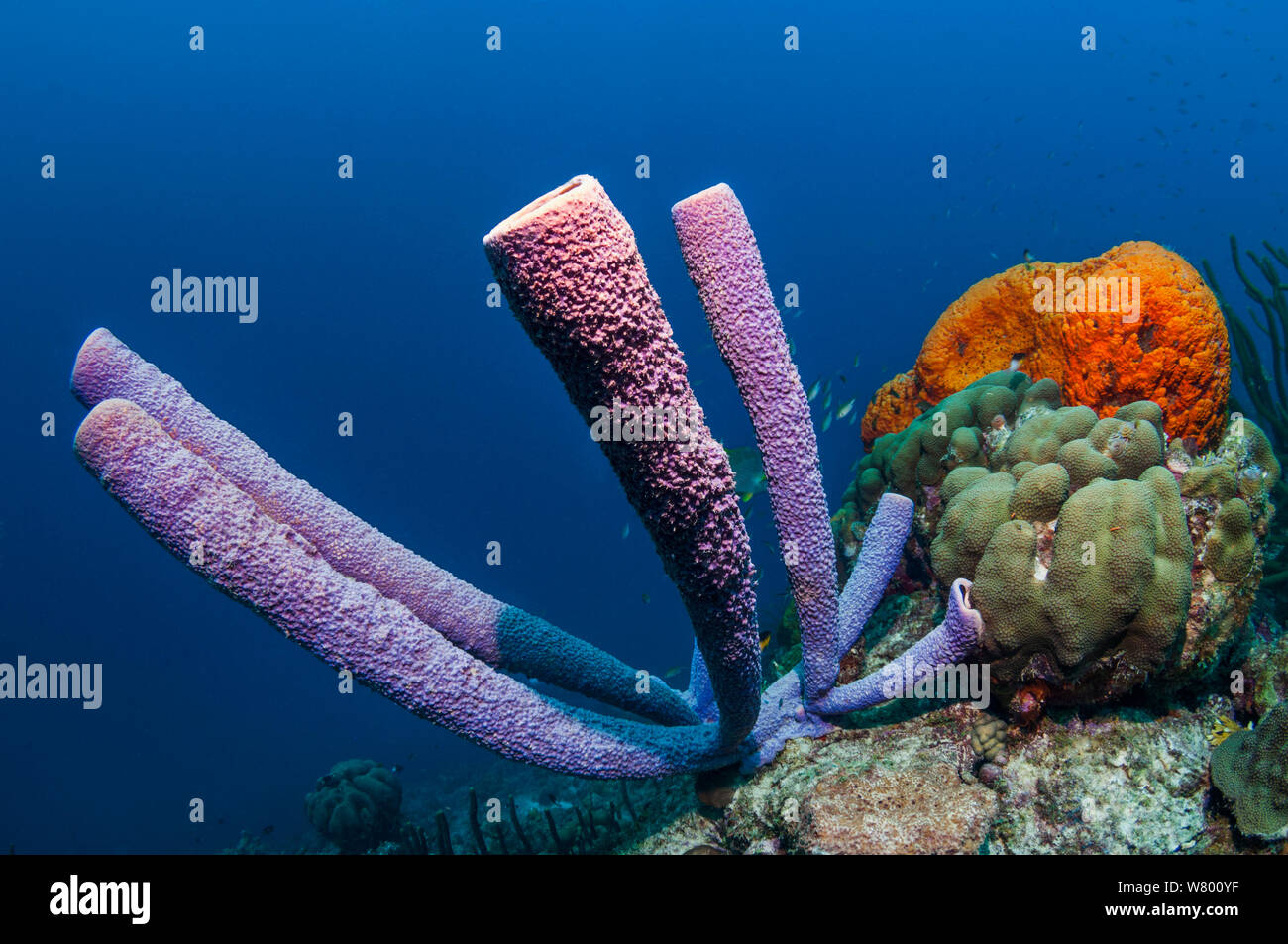 Stove-pipe sponge (Aplysina archeri) and Orange elephant ear sponge (Agelas clathrodes) in background.  Bonaire, Netherlands Antilles, Caribbean, Atlantic Ocean. Stock Photo