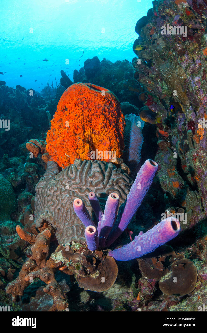 Coral reef scenery with Orange elephant ear sponges (Agelas clathrodes), Stove-pipe sponge (Aplysina archeri) and Boulder brain coral (Colpophyllia natans)  Bonaire, Netherlands Antilles, Caribbean, Atlantic Ocean. Stock Photo