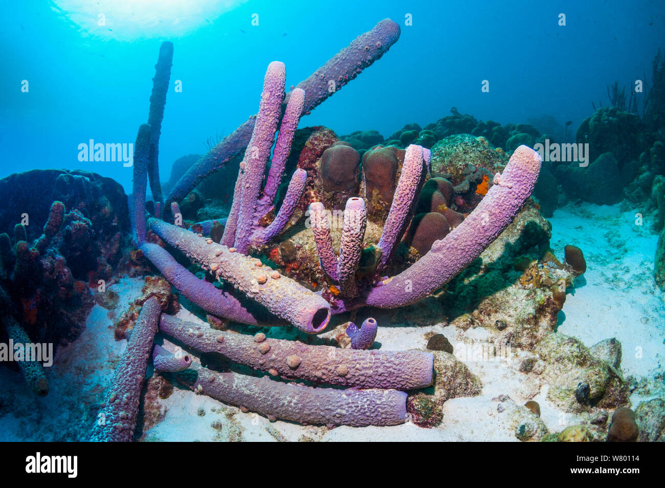 Stovepipe sponges (Aplysina archeri) Bonaire, Netherlands Antilles