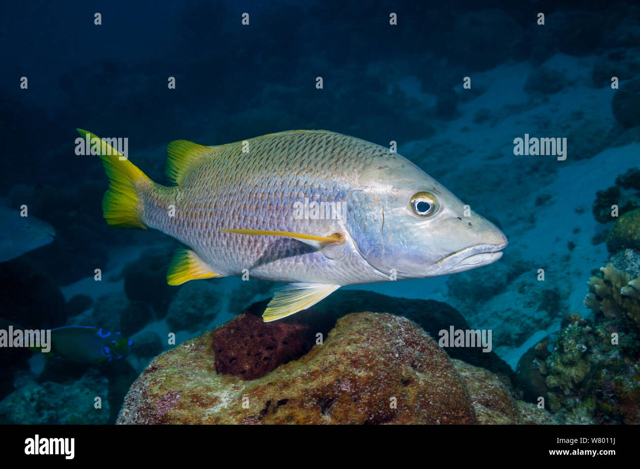 Schoolmaster fish (Lutjanus apodus)  Bonaire, Netherlands Antilles, Caribbean, Atlantic Ocean. Stock Photo