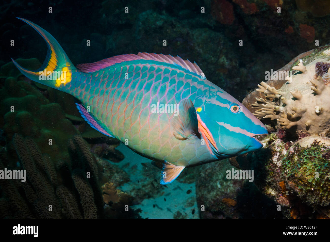 Stoplight parrotfish (Sparisoma viride), super male (will always remain