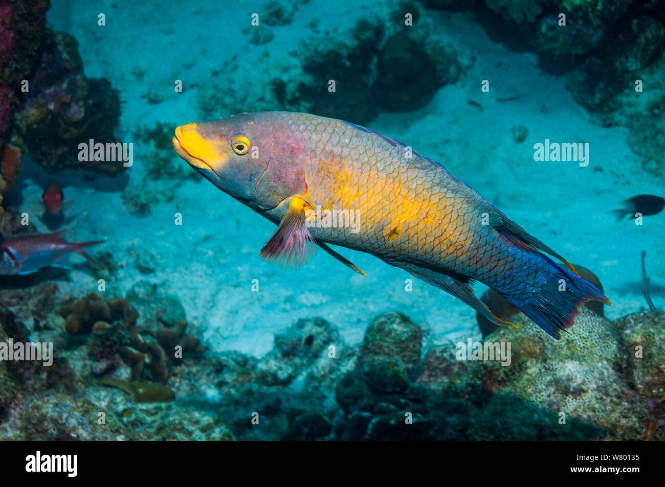 Spanish hogfish (Bodianus rufus)  Bonaire, Netherlands Antilles, Caribbean, Atlantic Ocean. Stock Photo