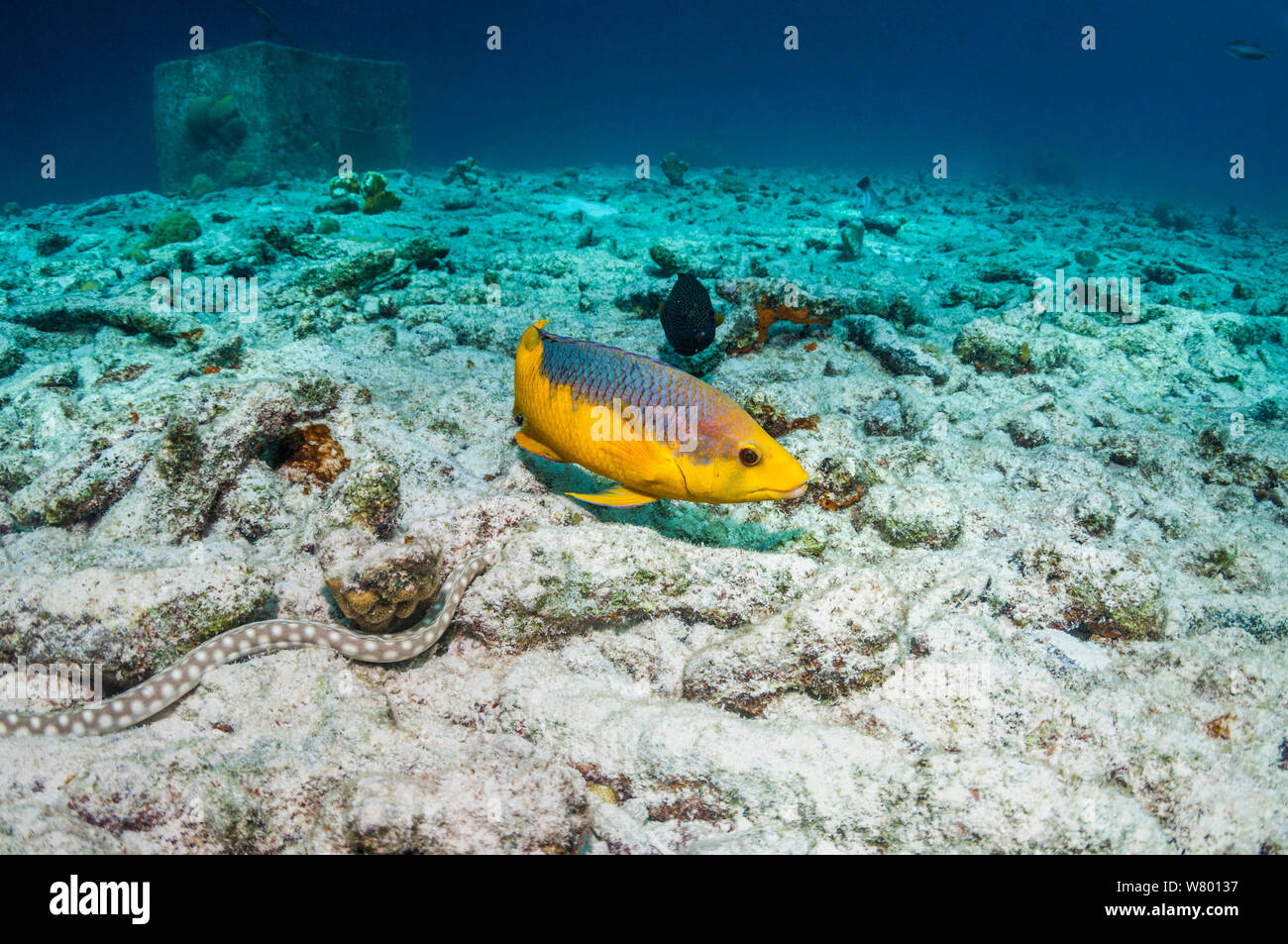 Spanish hogfish (Bodianus rufus) closely watching and following a hunting Sharptail eel (Myrichthys breviceps)  Bonaire, Netherlands Antilles, Caribbean, Atlantic Ocean. Stock Photo