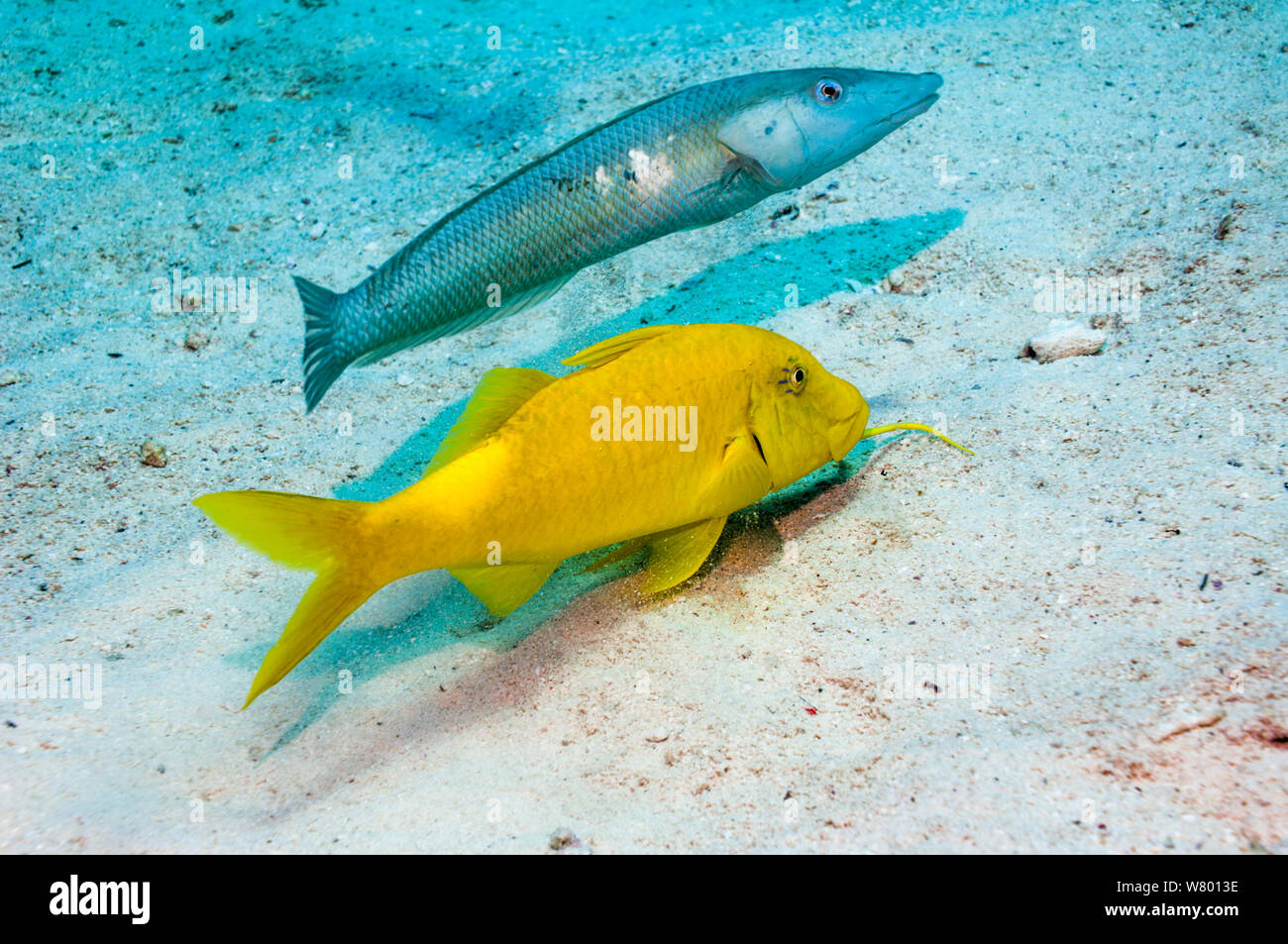 Cigar wrasse (Cheilio inermis) following a Yellowsaddle goatfish (Parupeneus cyclostomus) hunting for food.  Egypt, Red Sea. Stock Photo
