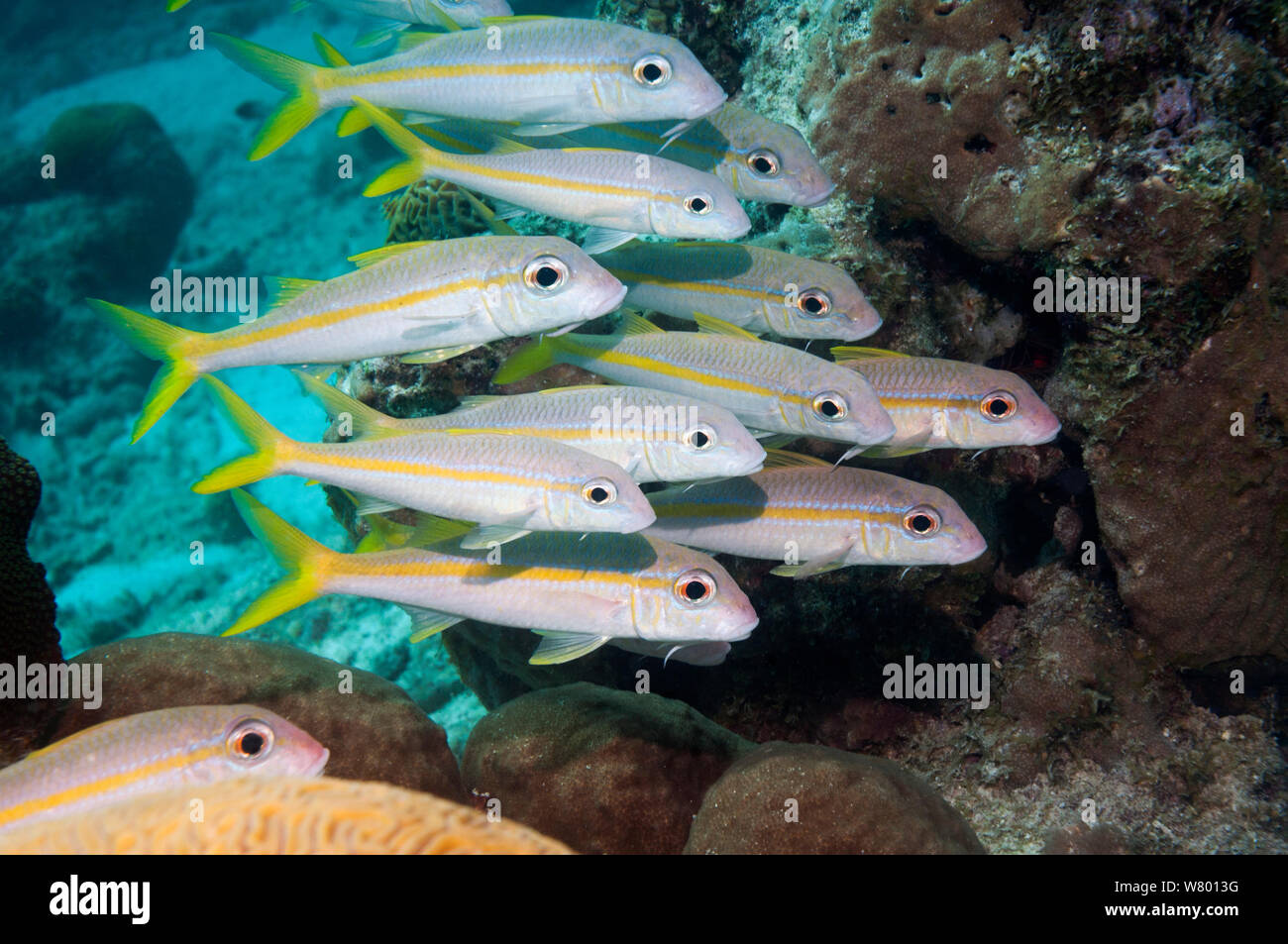 Yellow goatfish (Mulloidichthys martinicus) small shoal,  Bonaire, Netherlands Antilles, Caribbean, Atlantic Ocean. Stock Photo