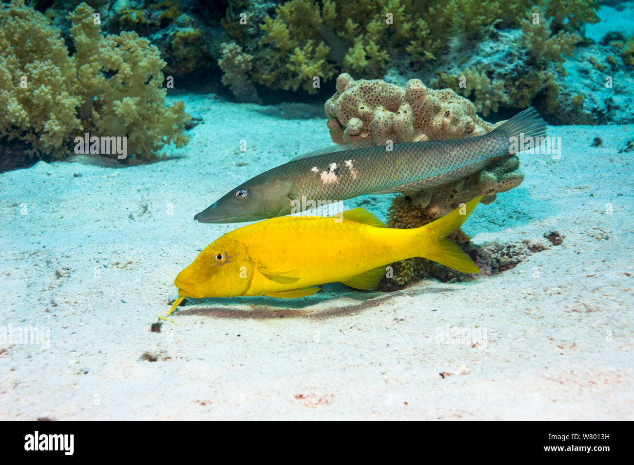 Cigar wrasse (Cheilio inermis) following a Yellowsaddle goatfish (Parupeneus cyclostomus) hunting for food.  Egypt, Red Sea. Stock Photo