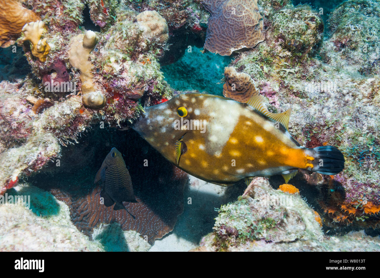 Whitespotted filefish (Cantherhines macrocerus) feeding on sponge with  territorial Dusky damselfish (Stegastes adustus) trying to chase it away.  Bonaire, Netherlands Antilles, Caribbean, Atlantic Ocean. Stock Photo