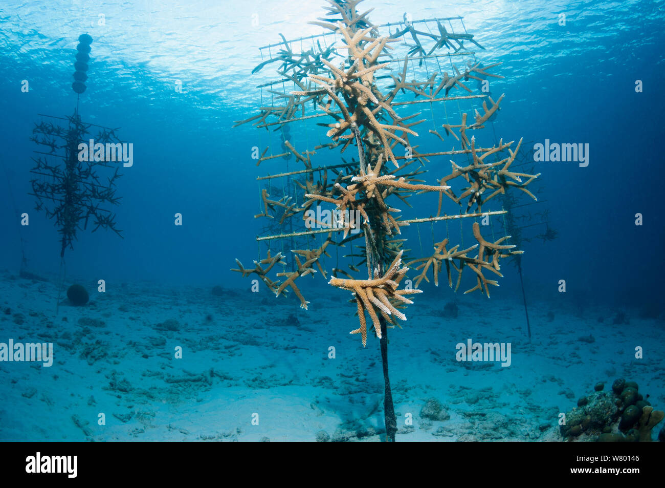 Coral line nursery with Acropora corals grown to reintroduce to the  Bonaire, Netherlands Antilles, Caribbean, Atlantic Ocean. Stock Photo